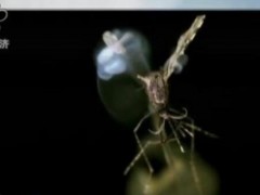 高科技防御蚊虫系统：用激光制导杀蚊子 (218播放)